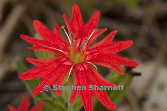 silene laciniata ssp californica graphic